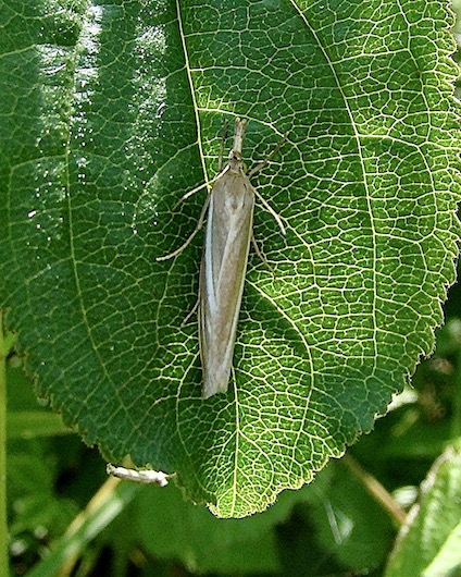 satin grass-rush veneer